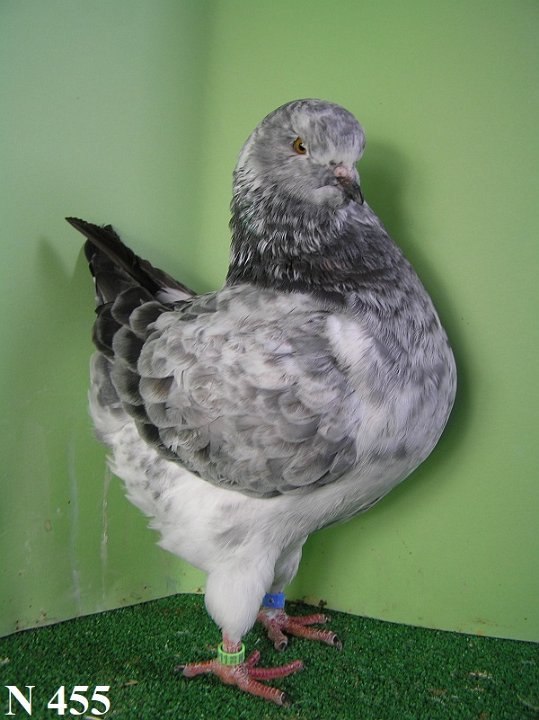 N_455_2