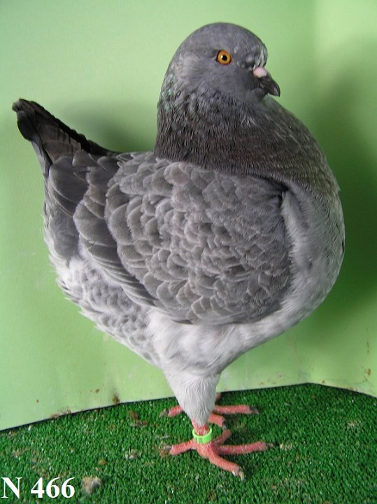 N_466