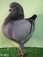 N_452