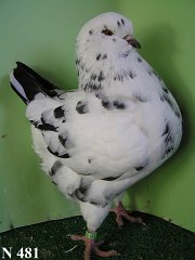 N_481